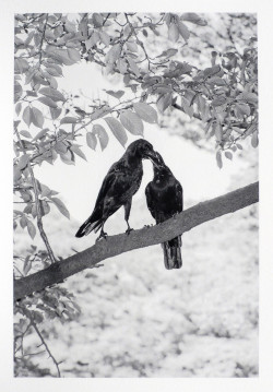 Marten Lange, Ohne Titel (Aus der Serie: Yoyogi Crows, Blatt 1), 2020, Fotografie