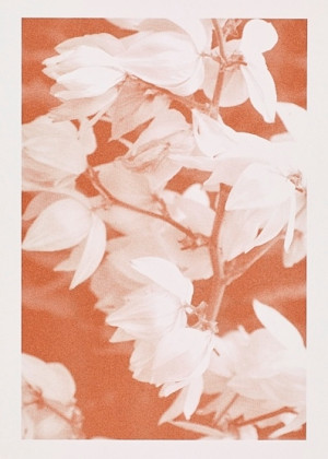 A light white wind (Aus der Serie: Botanische Garten)
