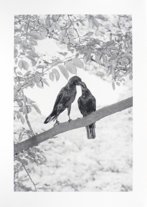 Ohne Titel (Aus der Serie: Yoyogi Crows, Blatt 1)