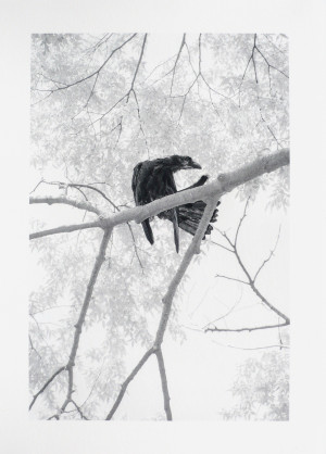 Ohne Titel (Aus der Serie: Yoyogi Crows, Blatt 2)