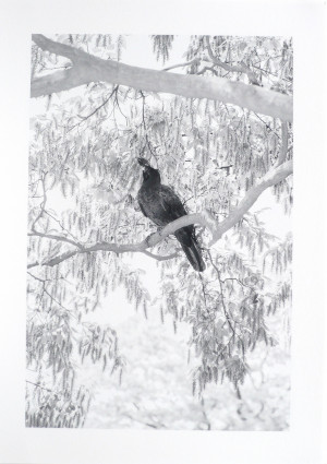Ohne Titel (Aus der Serie: Yoyogi Crows, Blatt 4)