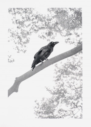 Ohne Titel (Aus der Serie: Yoyogi Crows, Blatt 5)
